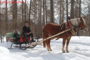 cavallo sulla neve