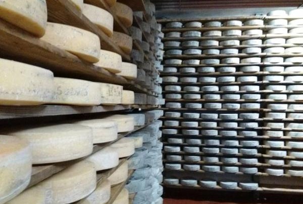 Azienda agricola Val Pesarina: la cantina con i formaggi 