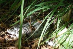 vipera dal corno