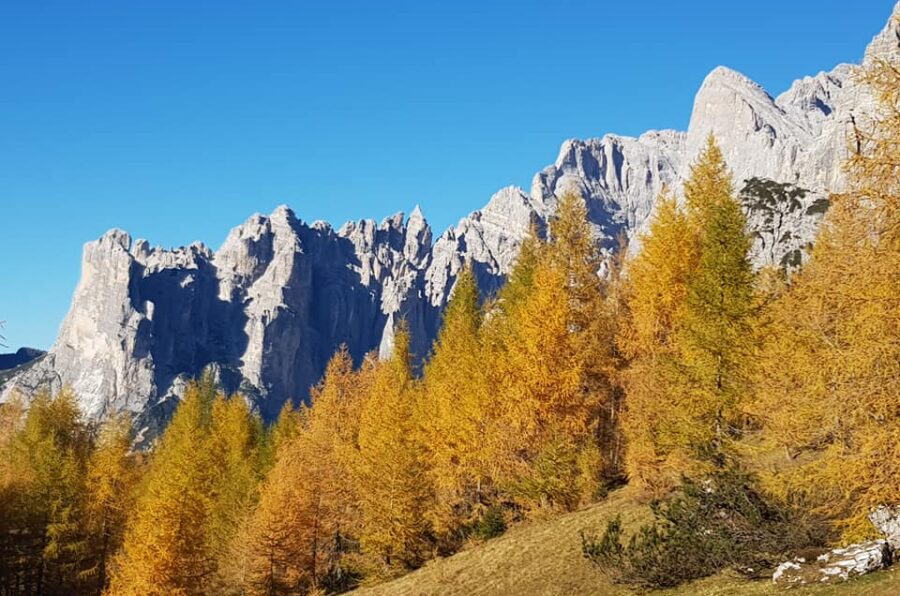 I larici dorati della busa del camp