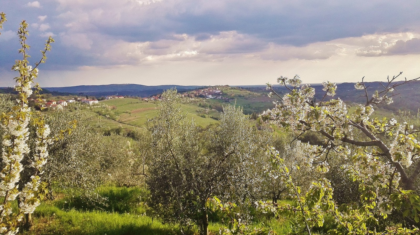 Il sentiero dei ciliegi in fiore nel Collio - Vagoxmonti